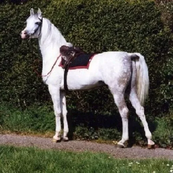 Crusader