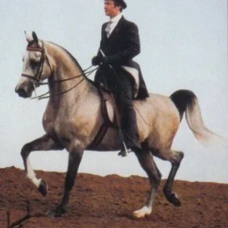 AK SHAH MONIET
