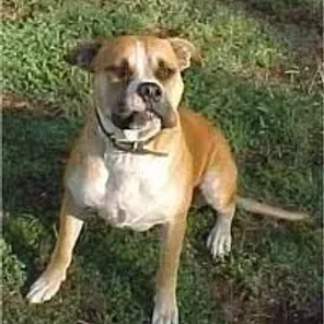 Bullboxer Staff (Designer Dog)