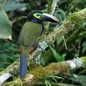 Yellow-eared Toucanet