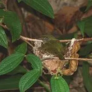 Araripe
