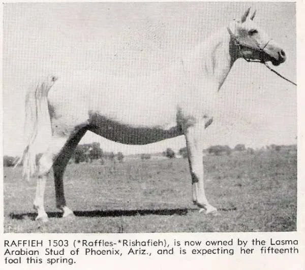 Raffieh