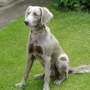 Goldmaraner (Designer Dog)