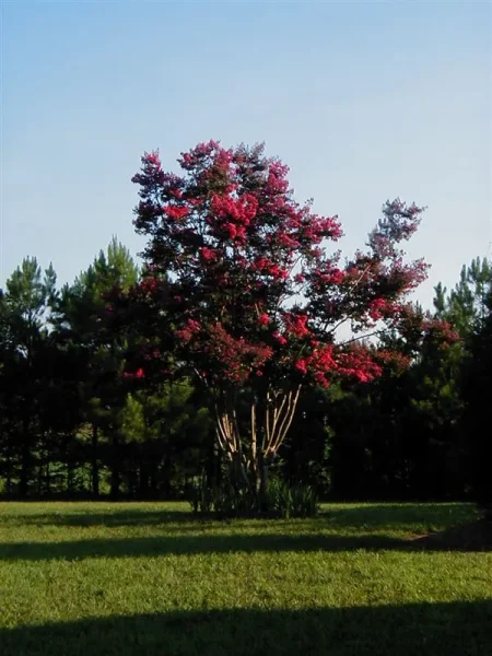 Luxemere Park