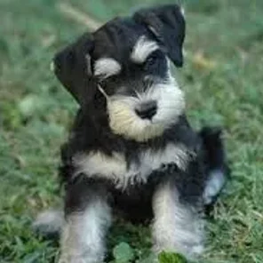 Miniature French Schnauzer (Designer Dog)