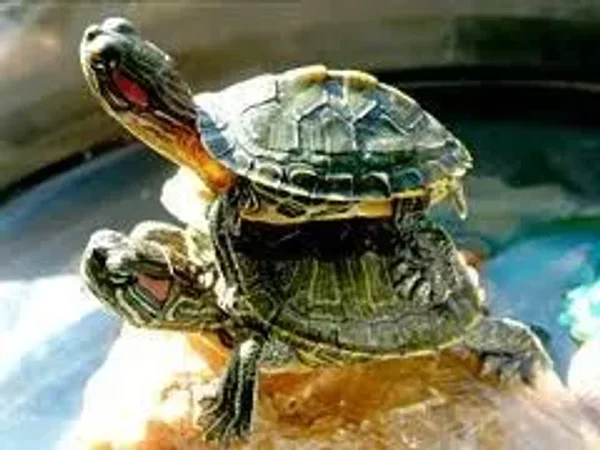 Tenacious Turtle