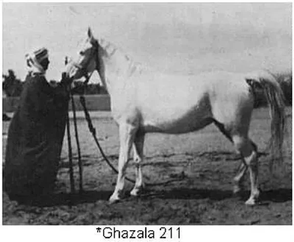 Ghazala