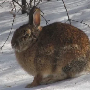 Animals in Winter We Domesticate