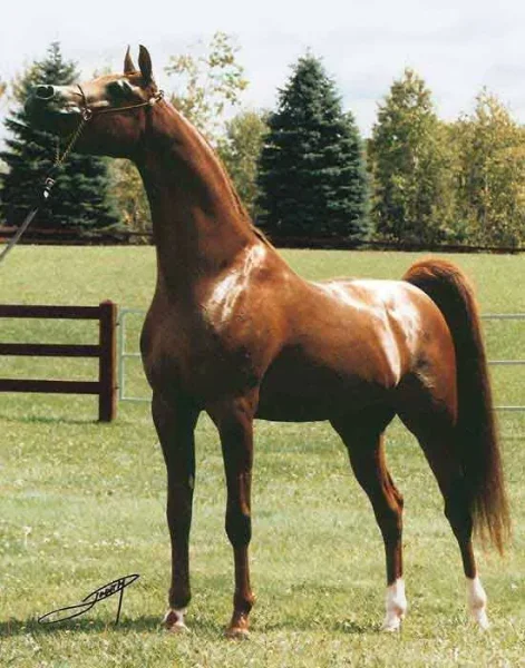 Affirmmed