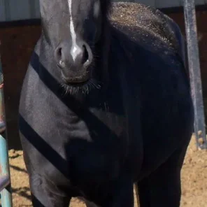 NILE KING KODA