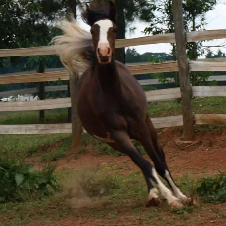 Bellatriks Dreams (Khartoon Khlassic x Blue Angel Dreams) 2013 Purebred sabino Arabian