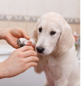 Don't Make These 5 New Dog Owner Mistakes