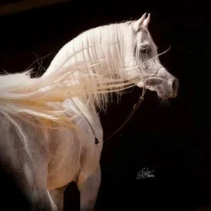 NK QASWARAH