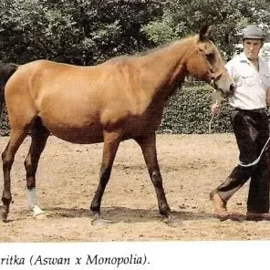 Margaritka