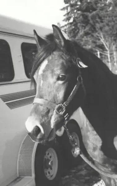 Hallanys Starlet