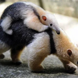 Giant Anteaters