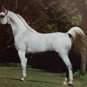 DEWAJTIS