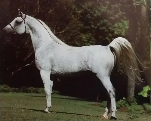 DEWAJTIS