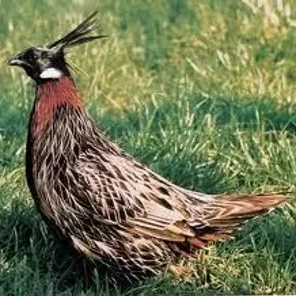Koklass Pheasant