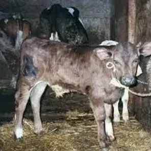 Agerolese