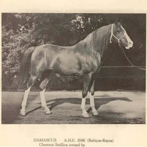DAMASCUS