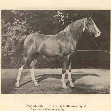 DAMASCUS