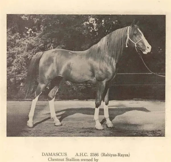 DAMASCUS