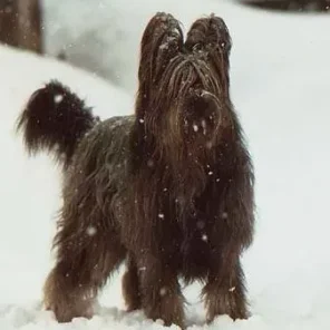 Is the Briard right for you?