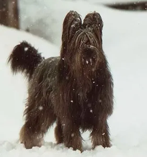 Briard...more than just a big dog!