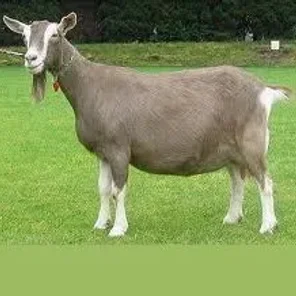 Toggenburg