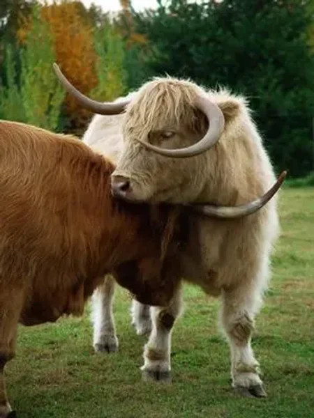 Sammy Scottish Highland