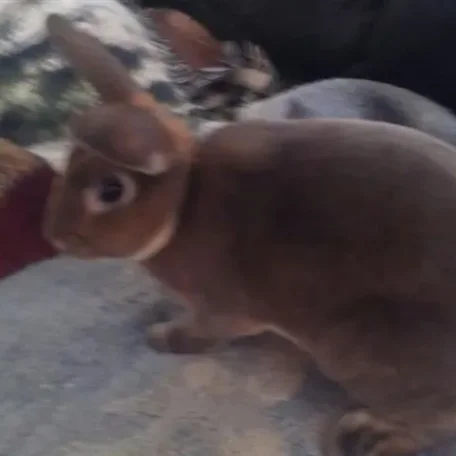 RE's Twix