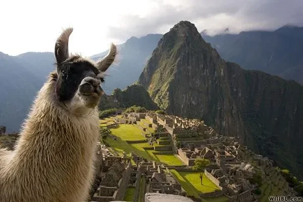 Alpaca vs Llama, What are the Differences