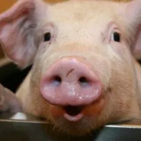 Livia and Veganism - Is it really SO bad??