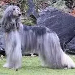 Afghan Collie (Afollie) (Designer Dog)