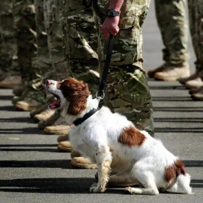 Memorial Day: Animals Among War Heroes Celebrated