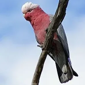 Cockatoo
