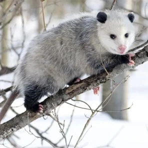 Animals in Winter We Domesticate