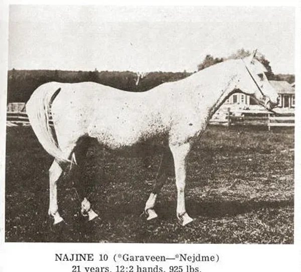 Najine