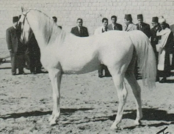 HAMDAN