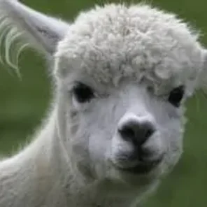 Alpaca