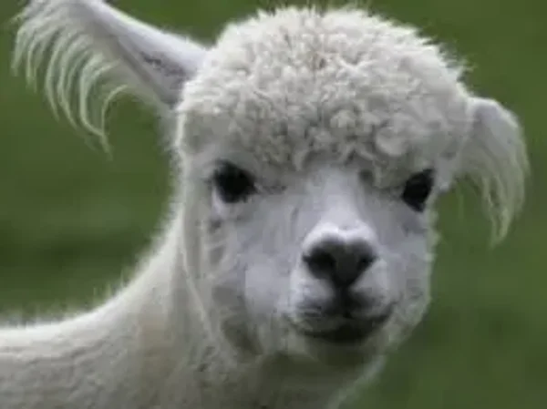 Alpaca