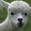 Alpaca