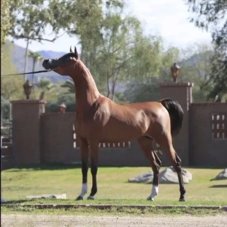 CADANCE PA (CAVALLI x DONATELLA)