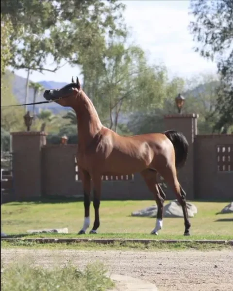 CADANCE PA (CAVALLI x DONATELLA)