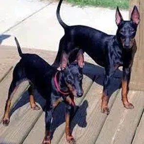 English Toy Terrier (Black & Tan)