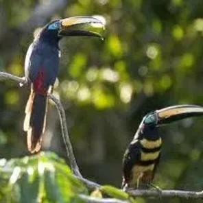 Many-banded Aracari