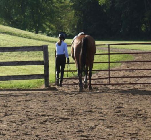 HORSES WILL ALWAYS BE THERE