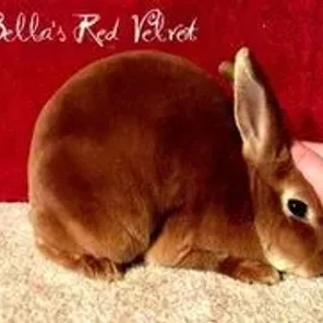 Bella's Red Velvet