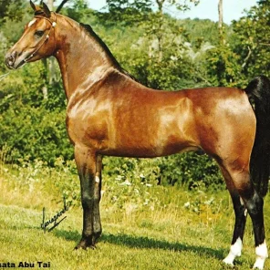 Ansata Abu Tai